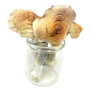 Buy Amazonian Magic Mushroom Online