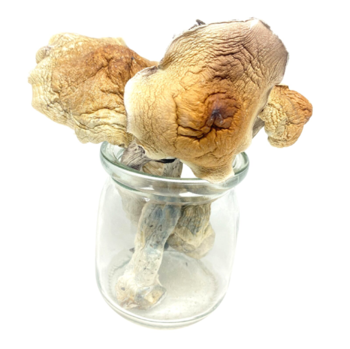 Buy Amazonian Magic Mushroom Online