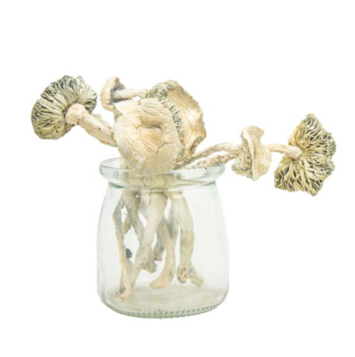 Buy Coasta Rican Magic Mushroom Online