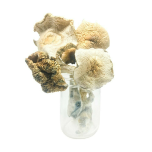 Buy Golden Teacher Magic Mushrooms Online