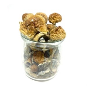 Buy Hawaiian Blue Meanie Magic Mushrooms Online