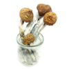 Buy McKennaiis Magic Mushroom Online