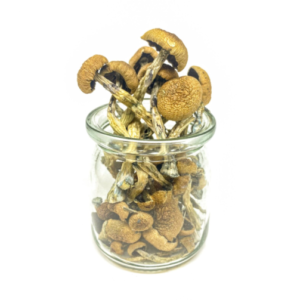 Buy Penis Envy Magic Mushrooms Online
