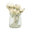 Buy South American Magic Mushrooms Online