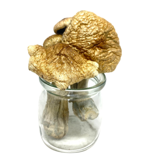Buy Treasure Coast Magic Mushrooms Online.